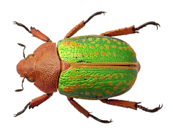 bug zoology png images pngpix #36489