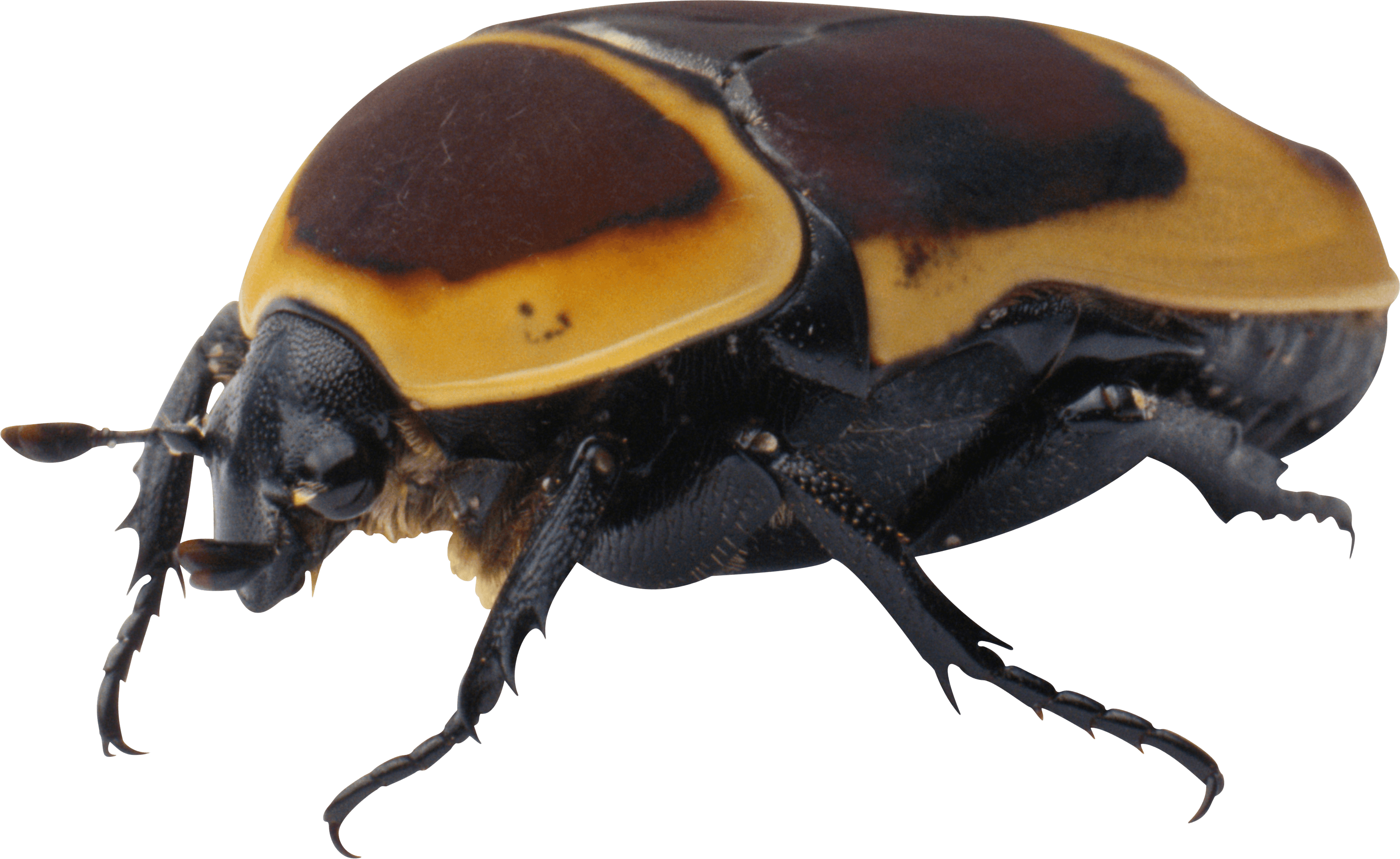 download bug png image png image pngimg #36499