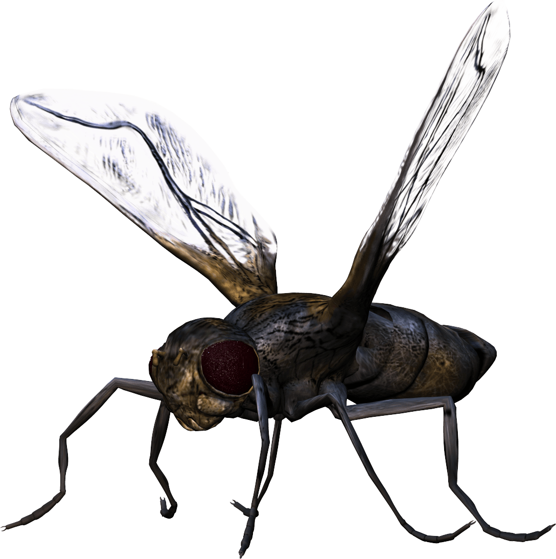 download bug png image png image pngimg #36511