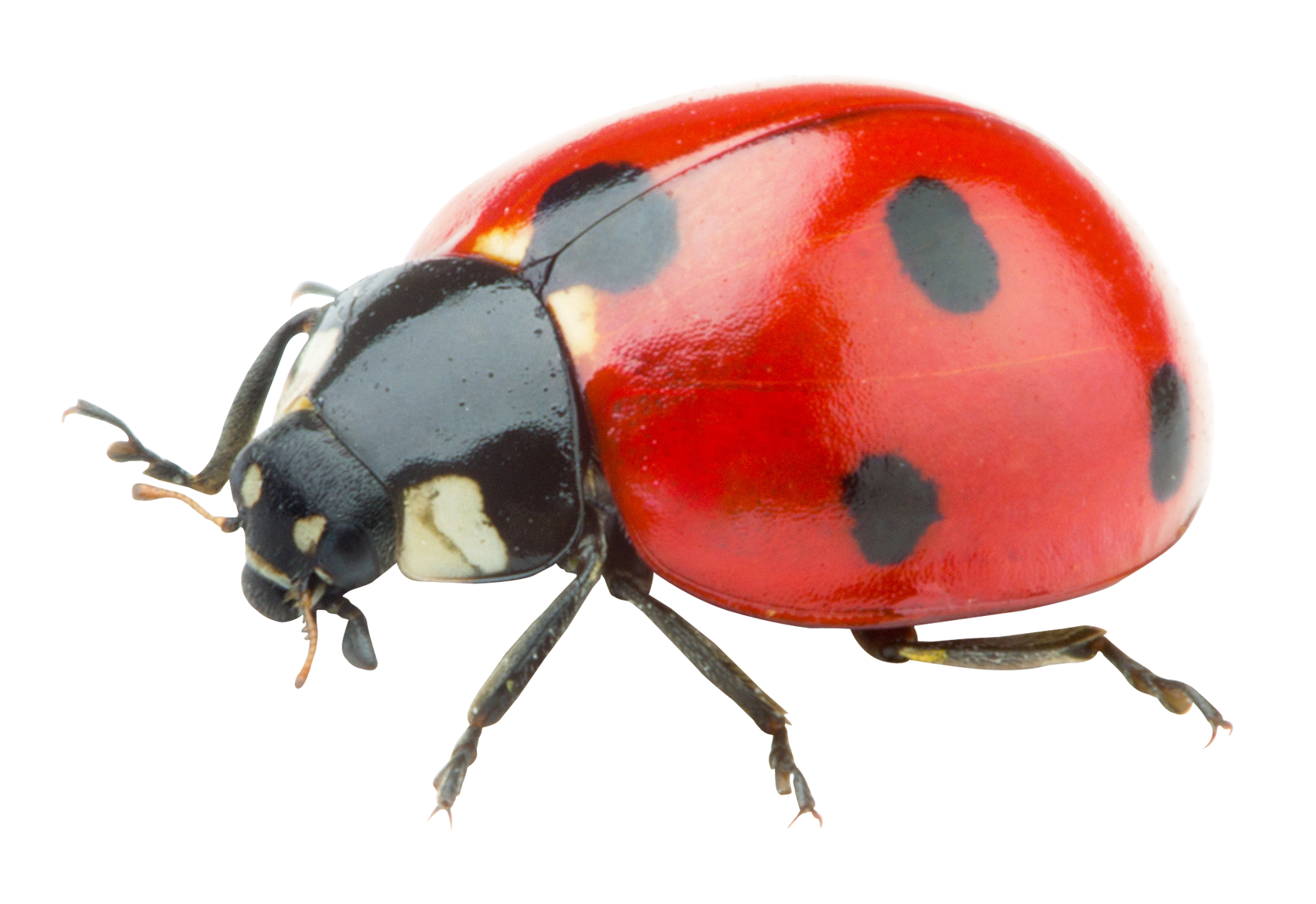 ladybug png transparent image pngpix #36507