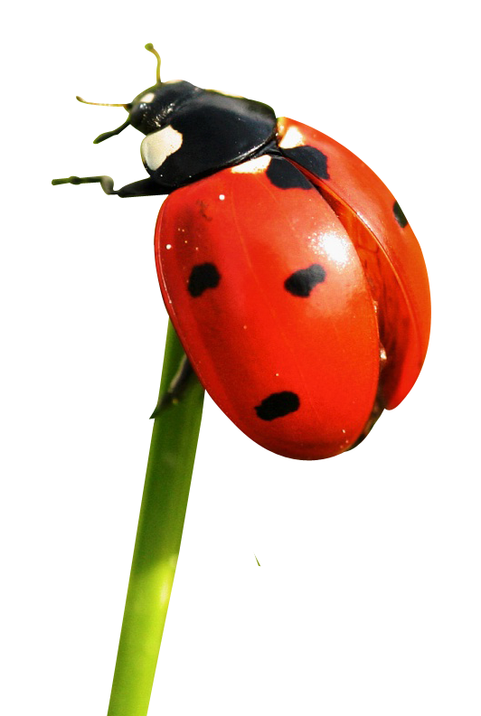 ladybug png transparent image pngpix #36513