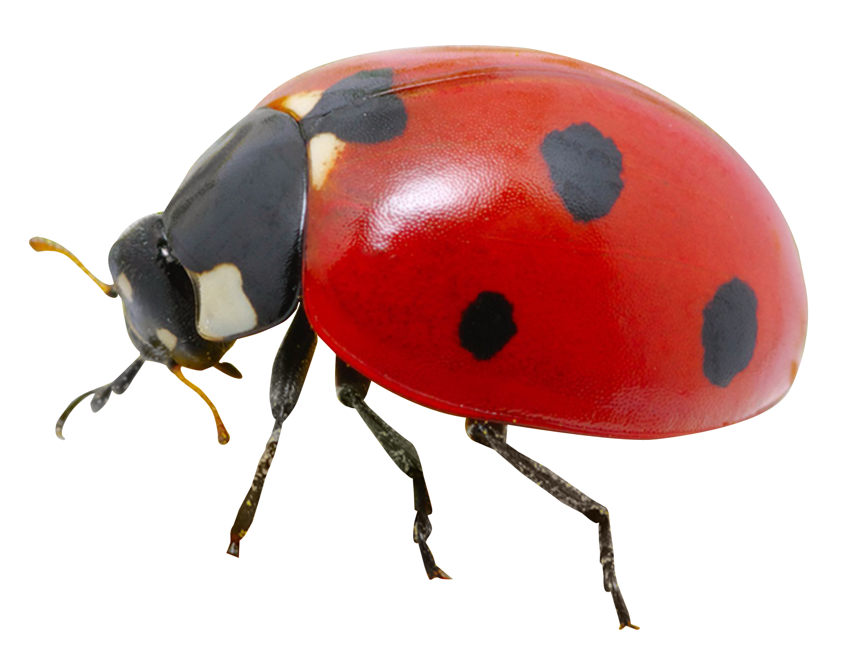 ladybug png transparent image pngpix #36490