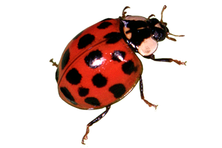 learn about ladybugs ladybug identification hulett #36505