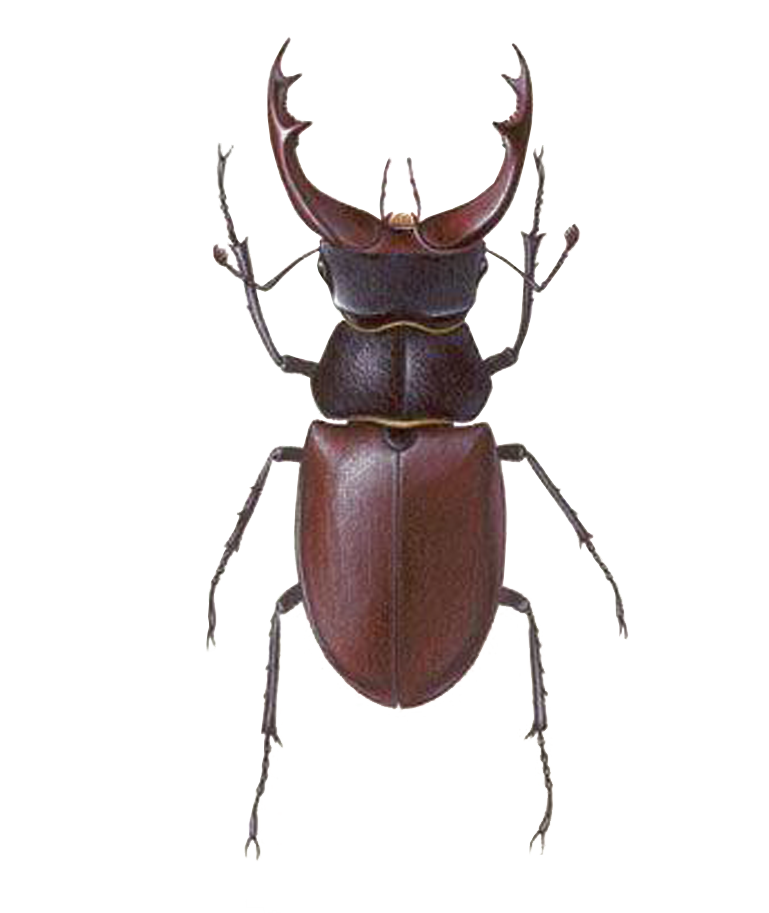 stag beetle background insect bug image #36502