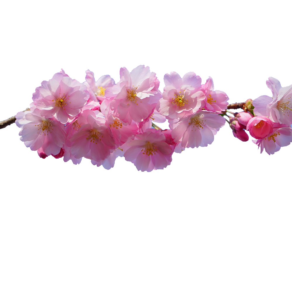 gambar png gambar bunga sakura #38076