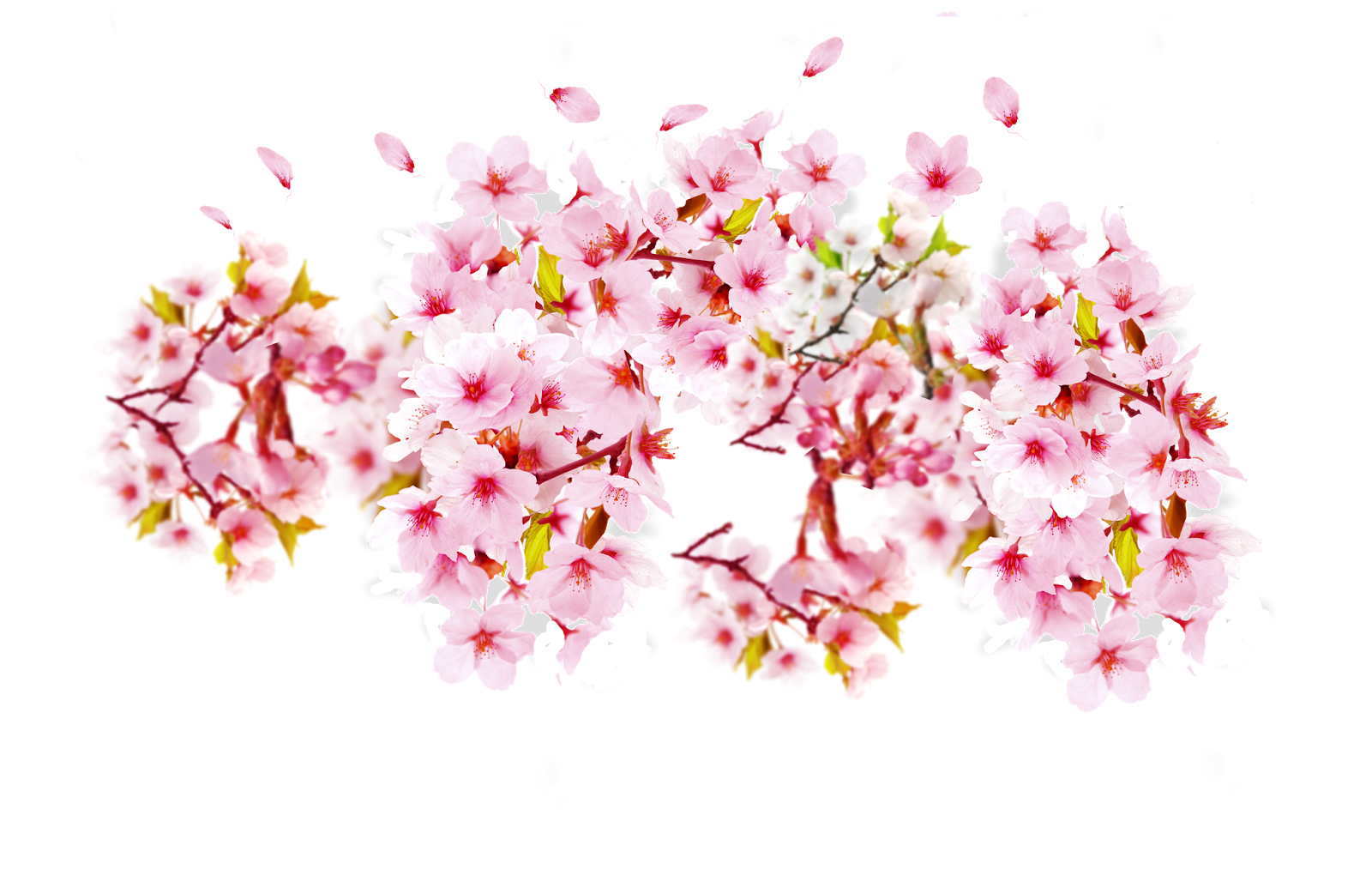 gambar png gambar bunga sakura #38070