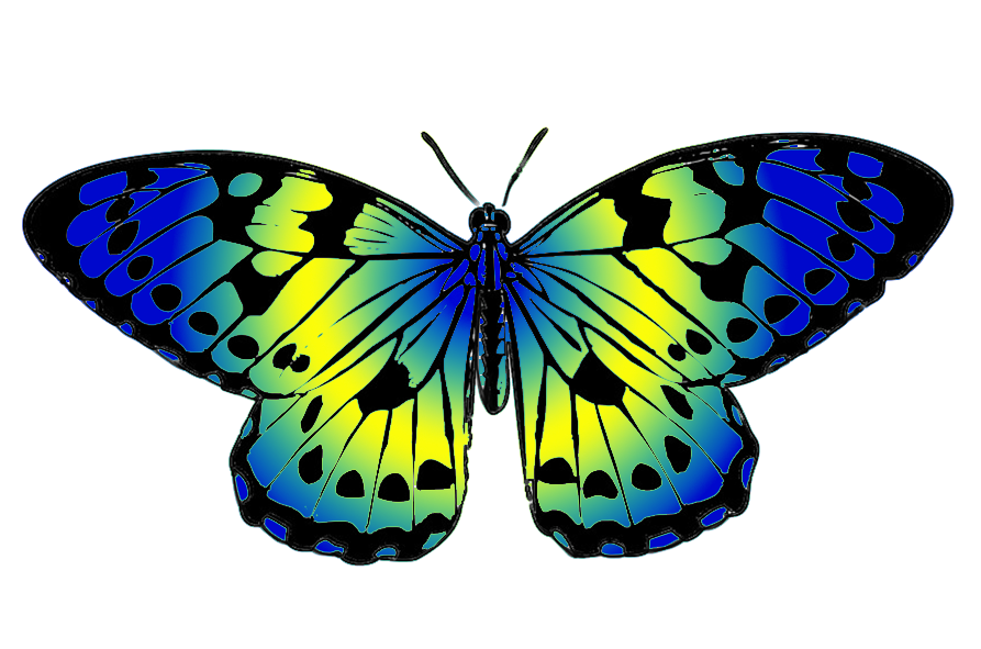 butterfly clipart #10092