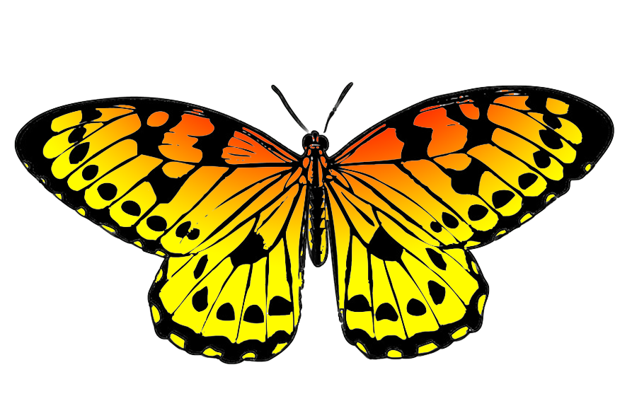 butterfly clipart #10128