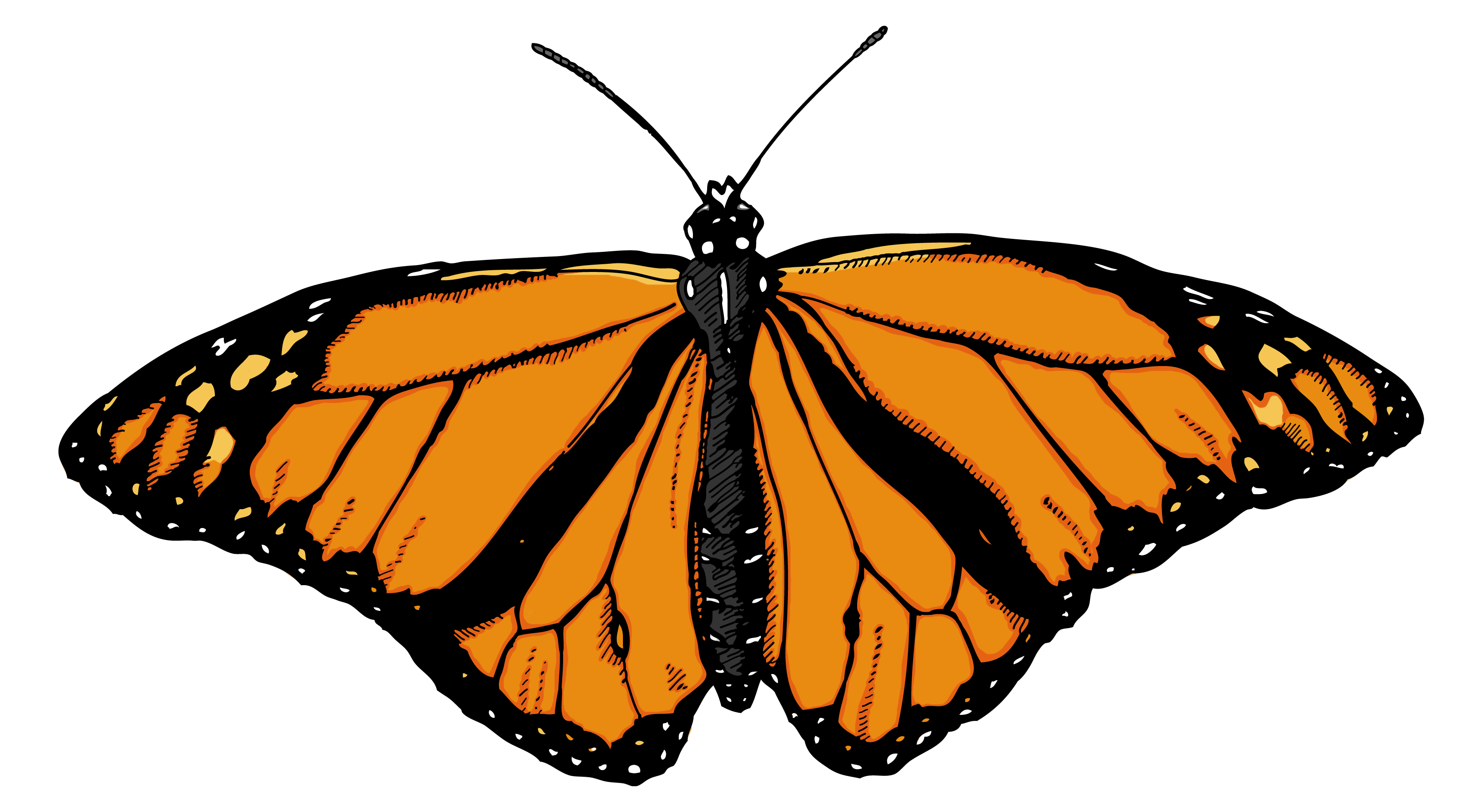 butterfly clipart high resolution pencil and color #10032