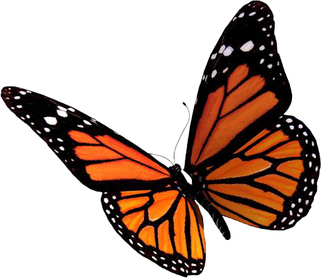 butterfly clipart transparent cliparts download #10016