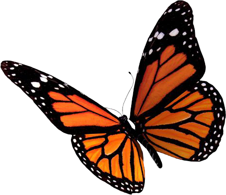 Butterfly PNG | Free Butterflies PNG Clipart Images - Free Transparent PNG  Logos