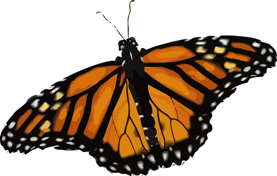 butterfly monarch danaus vector graphic pixabay #10147