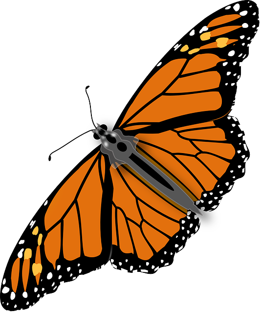 butterfly monarch male vector graphic pixabay #10078