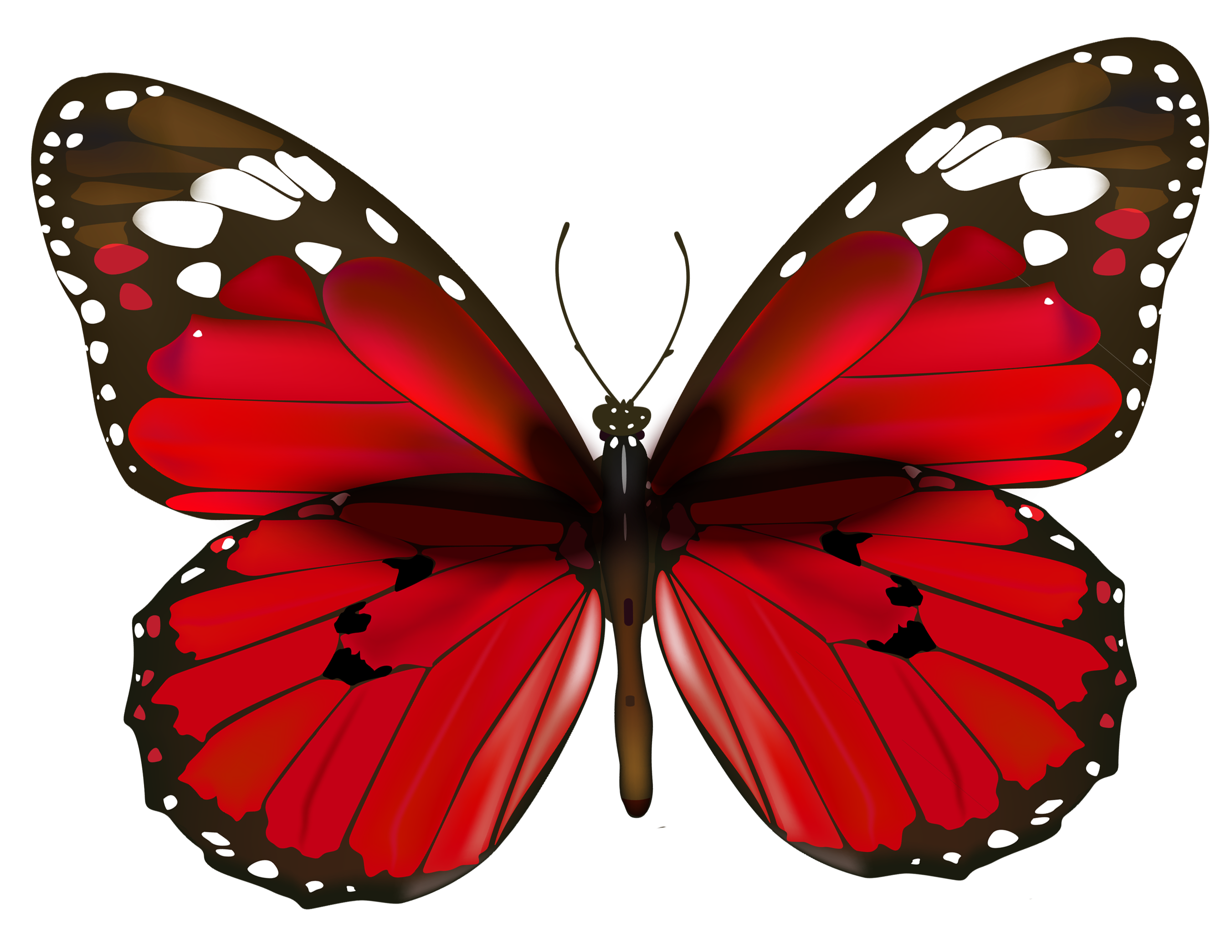 butterfly pictures images graphics for facebook #10107