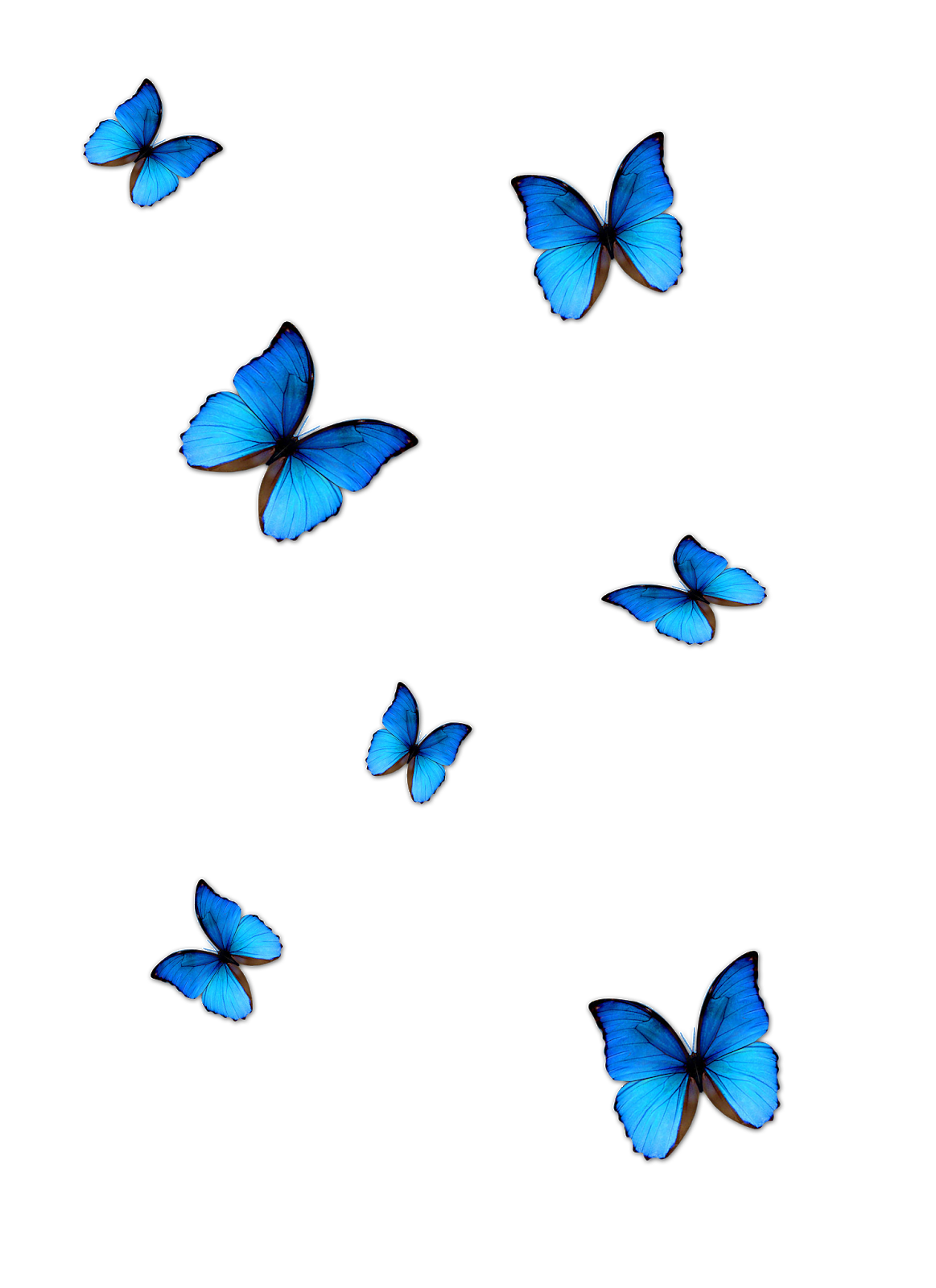 butterfly png #10119