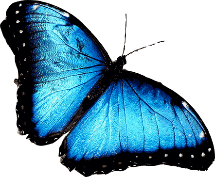 butterfly png about latur #10039