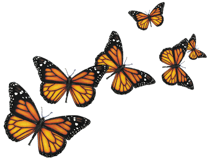 butterfly png butterflies transparent png pictures icons and png #10030
