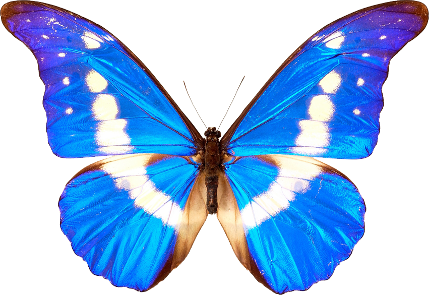 butterfly png digitalwideresource deviantart #10013