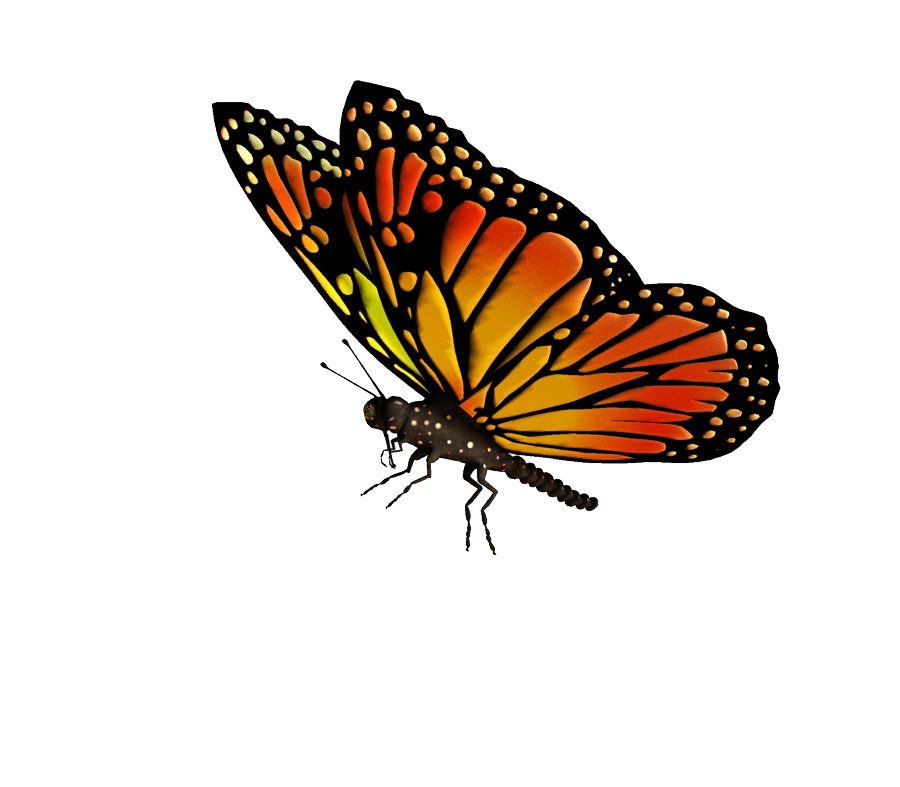 butterfly png download flying butterflies transparent png image #10093
