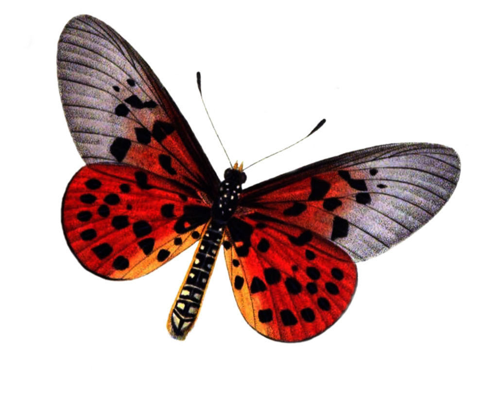 butterfly png lubman deviantart