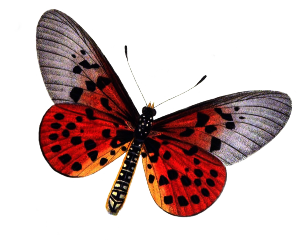 butterfly png lubman deviantart #10164