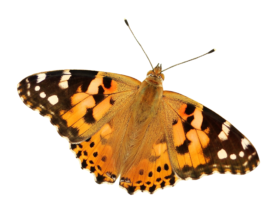 butterfly png photo pixabay #10136