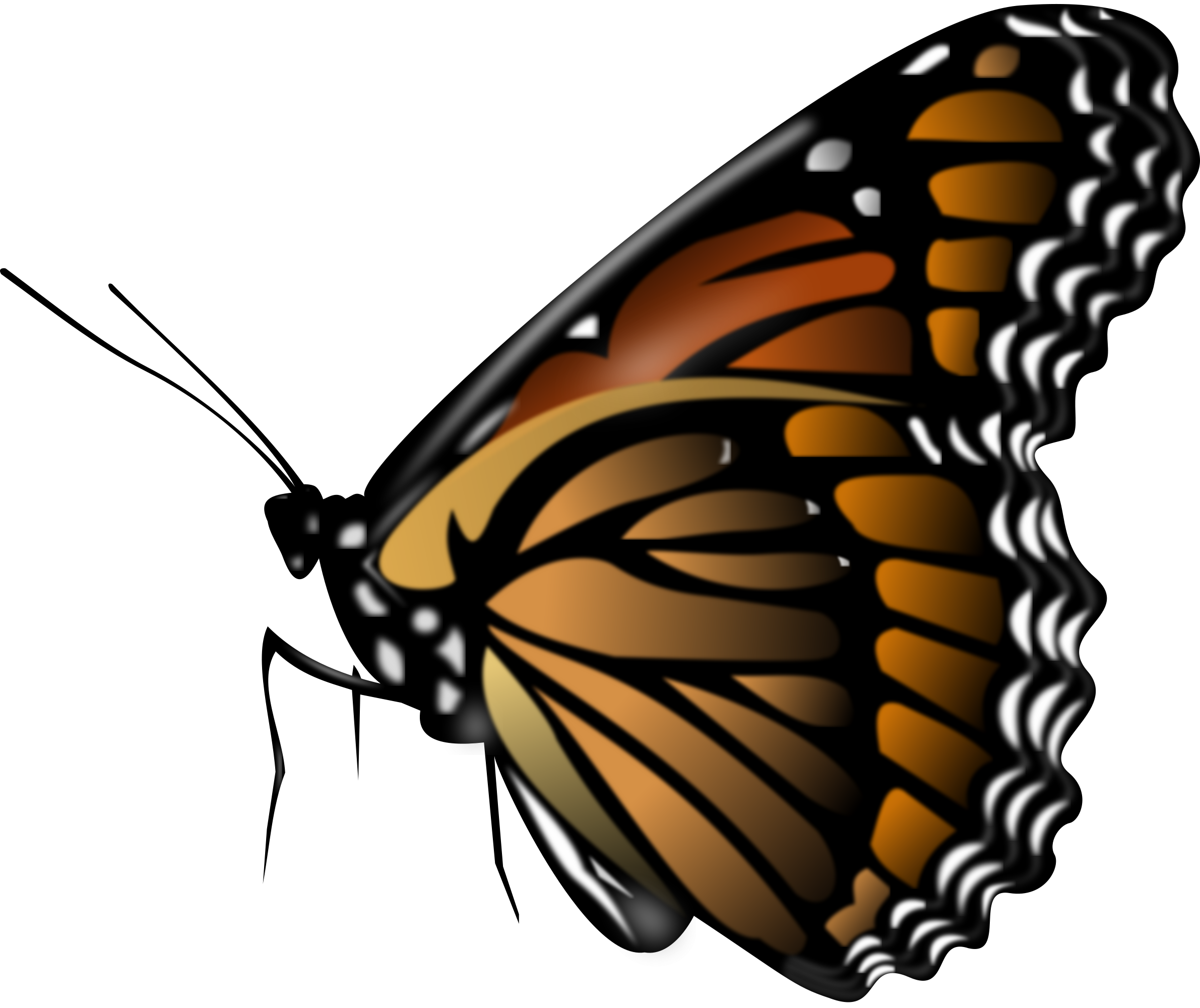 butterfly png png portable network graphics pluspng #10117