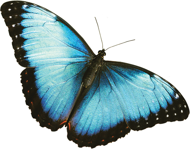 butterfly png the annual fred dorothy fichter butterflies are blooming #10054