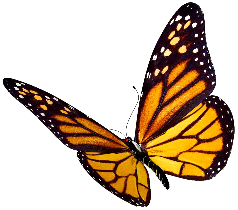 flying butterfly png transparent background #10009