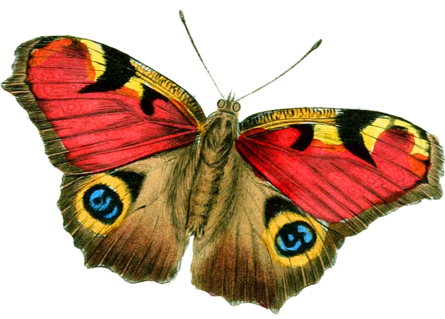illustration butterfly bright vintage drawing #10143