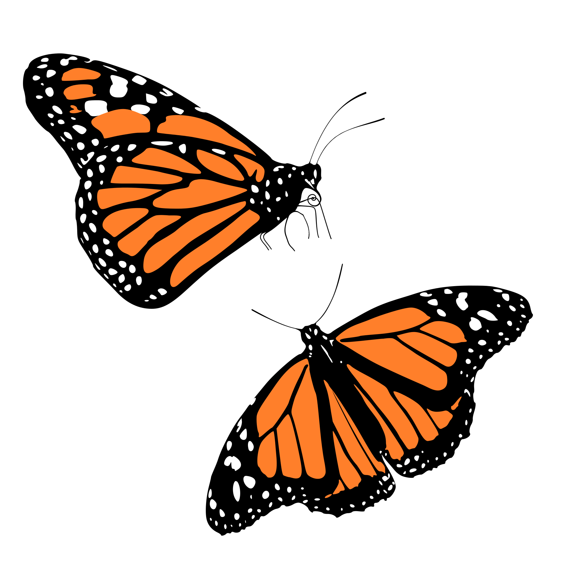 monarch butterfly clipart svg pencil and color #10084