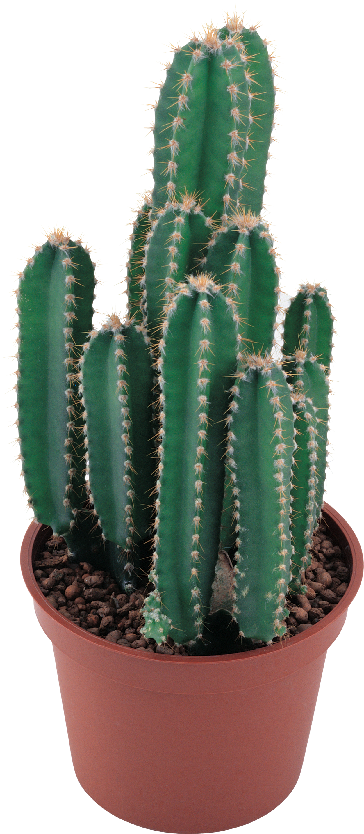 Cactus Transparent PNG, Cactus Free Picture Download