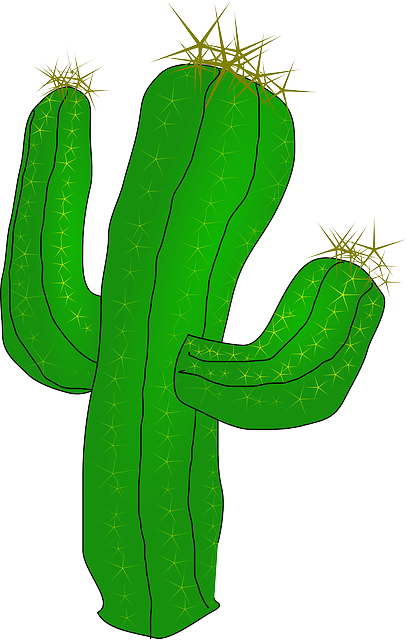 cactus desert cacti vector graphic pixabay #22146
