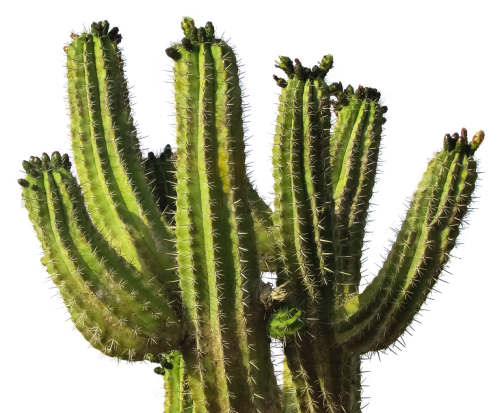 cactus desert plant png transparent image pngpix #22087
