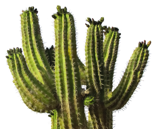 Cactus