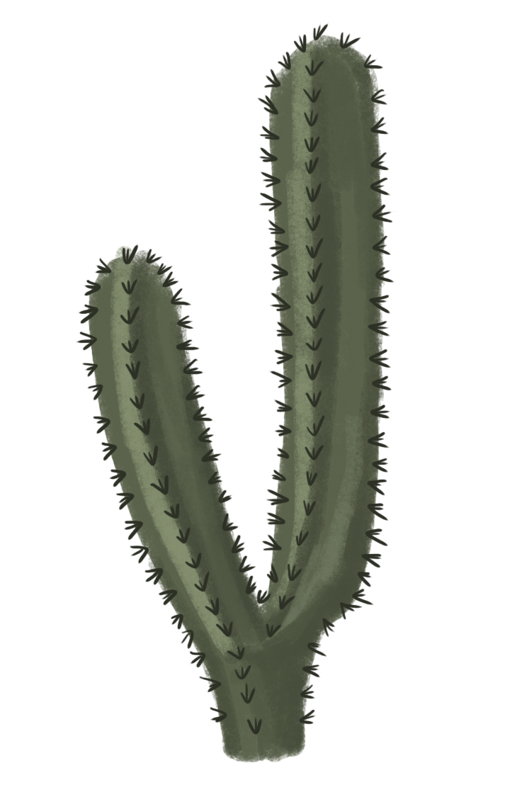 cactus, effers #22093