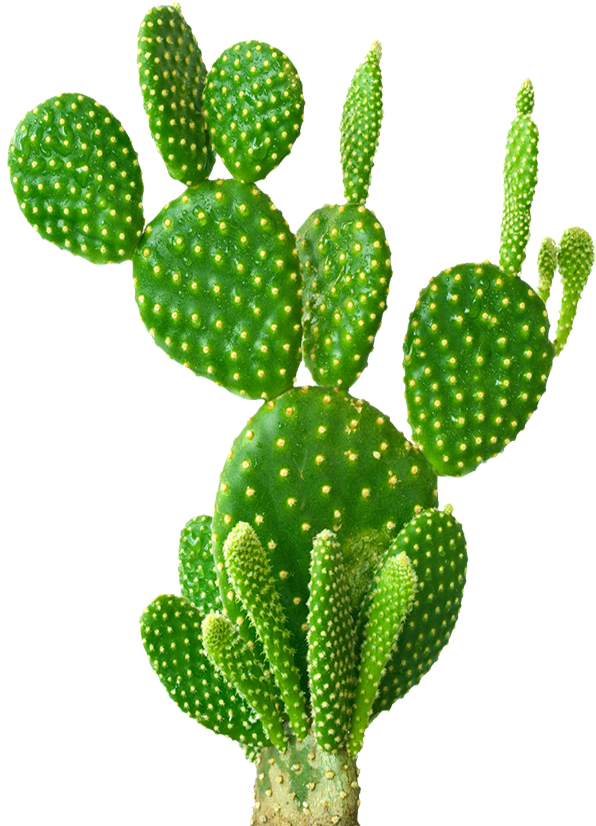 cactus, latin american banking data #22122