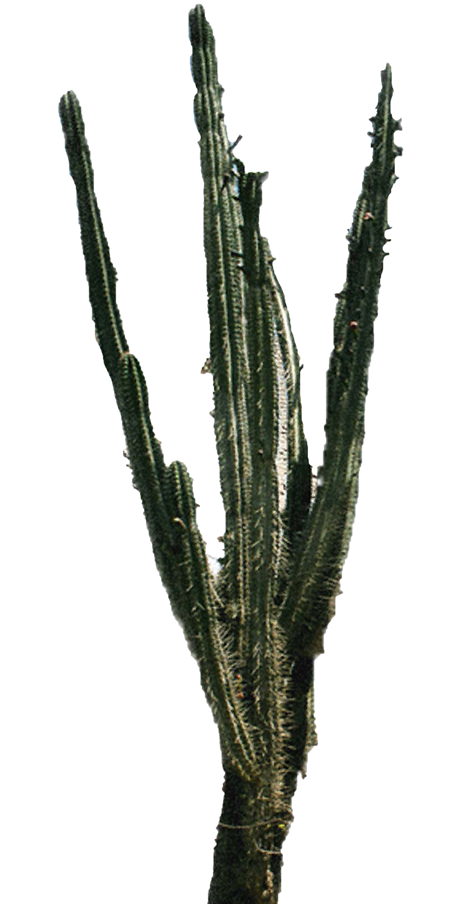 cactus png download best cactus png clipartmagm #22096