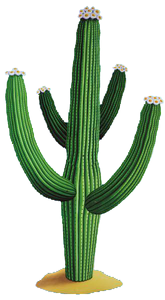 cactus png download vector icons and #22125