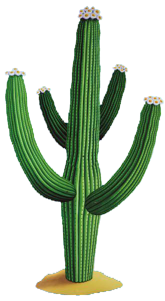 Transparent Cactus Vector Png - Vector Png Cacto, Png Download