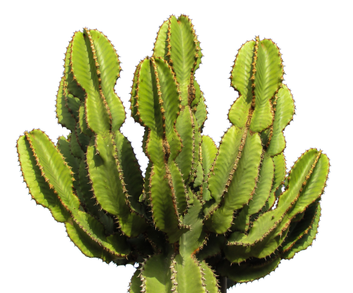 cactus png image pngpix #22151