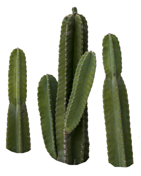cactus png official psds #22130