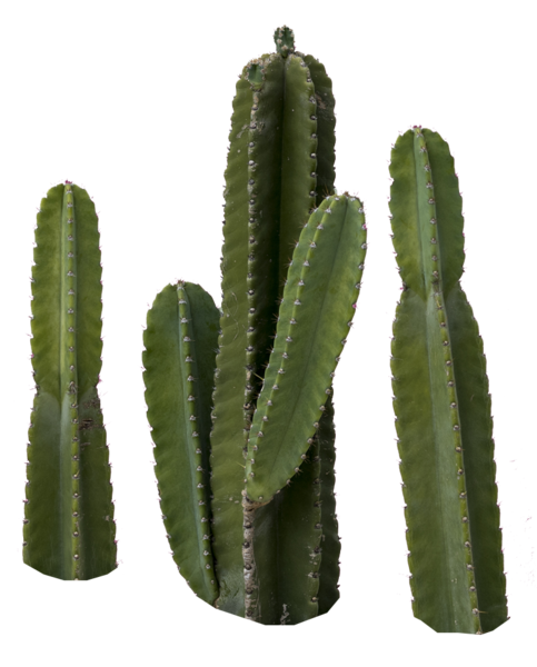 Rounded Cactus PNG, Vector, PSD, and Clipart With Transparent