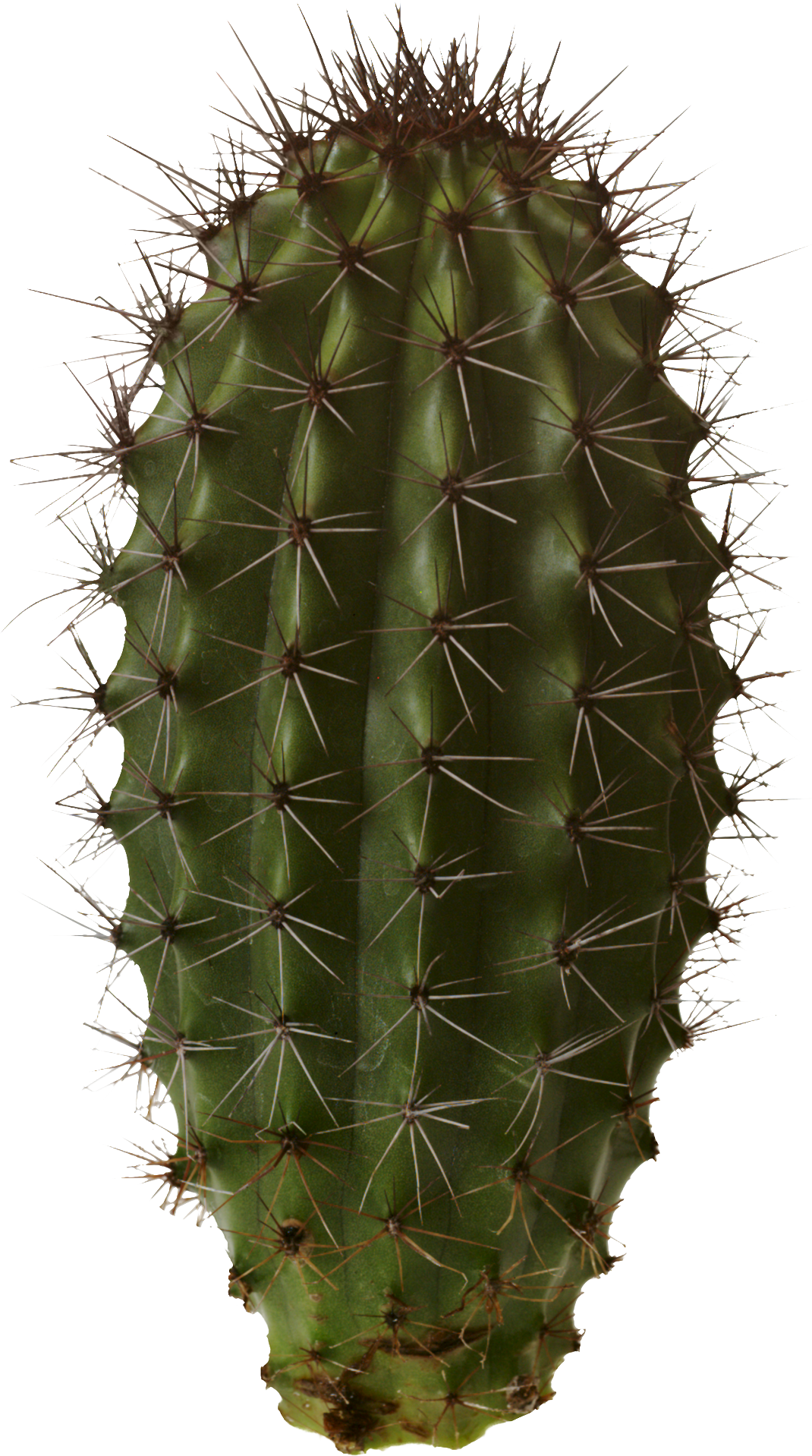 cactus png png image blue green and magenta #22154