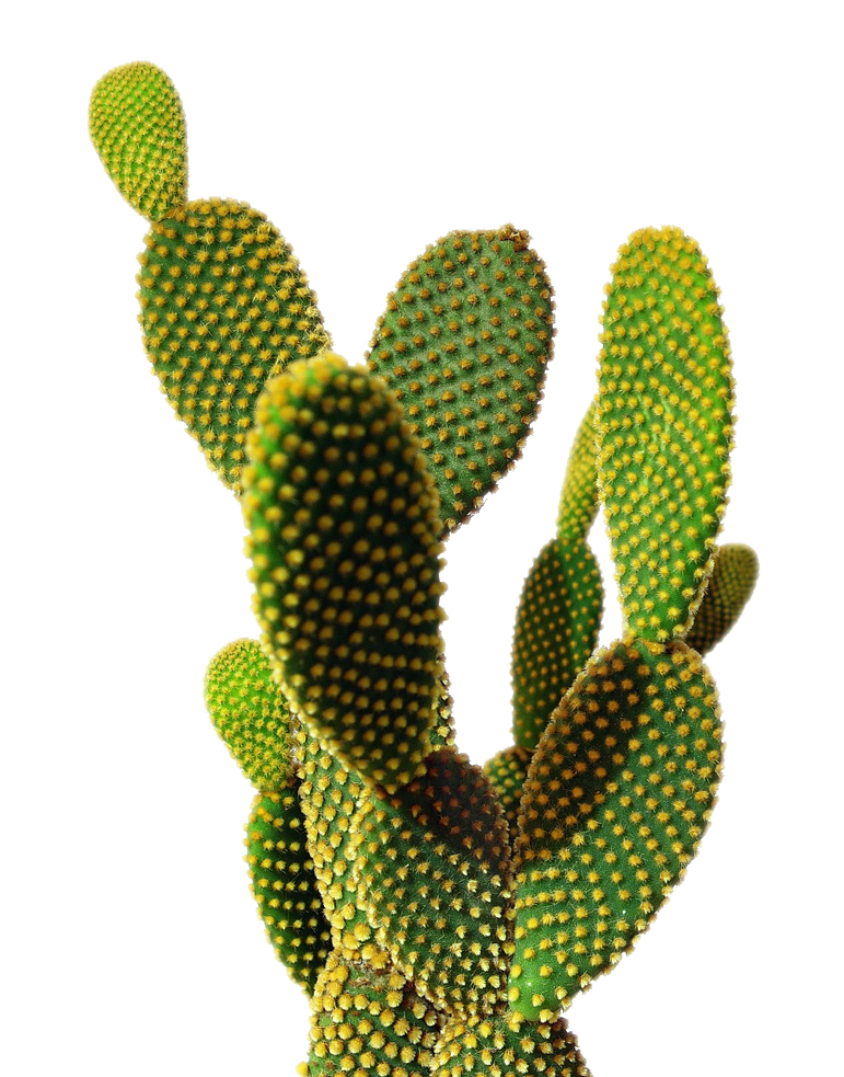 cactus png transparent image pngpix #22112