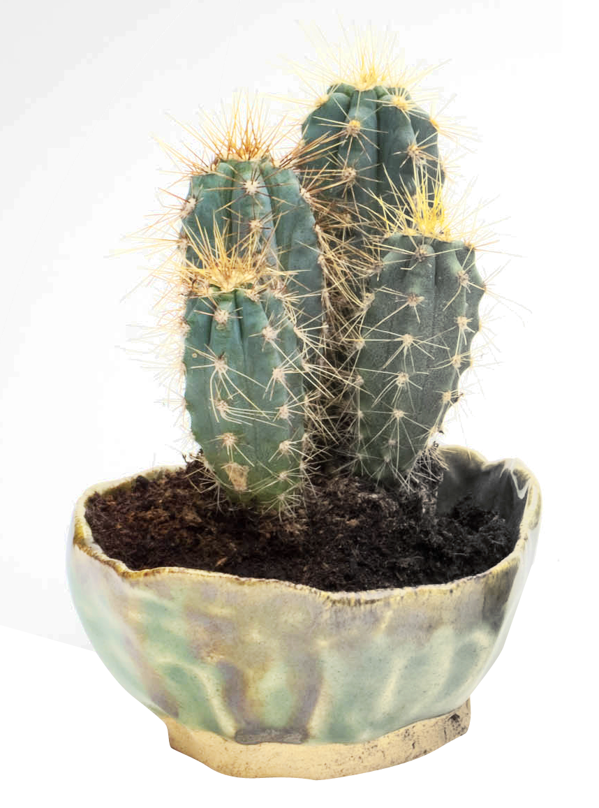 cactus png transparent image pngpix #22178