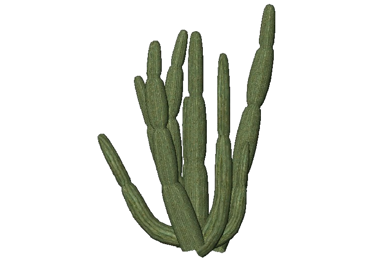 cactus png transparent images transparent png #22161