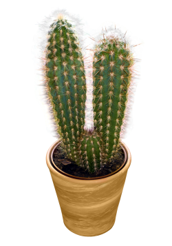 cactus, red pepper png image pngpix #22109