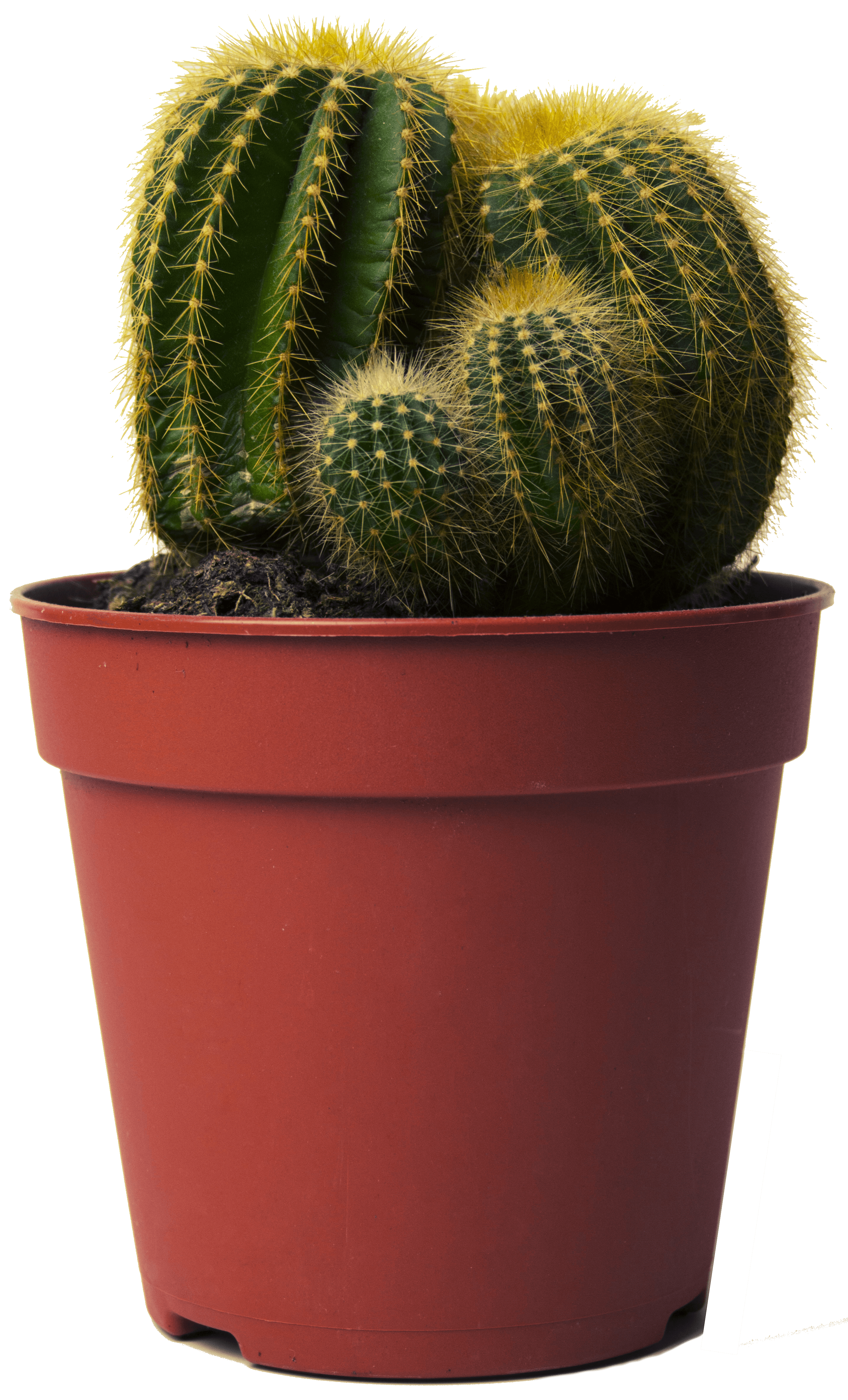 cactus, tips advice growing cacti sproutabl #22164