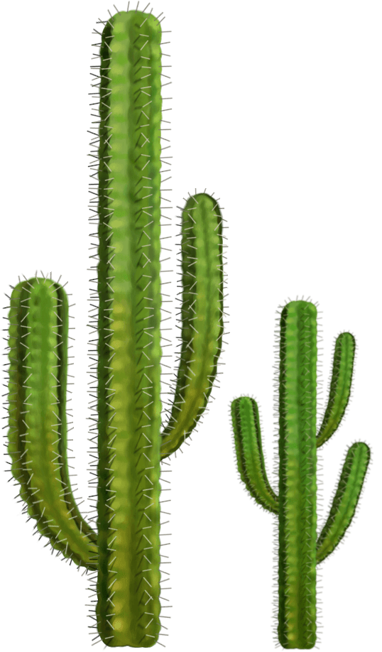 cactus, two cactuses transparent png stickpng #22102